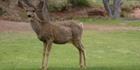 Jolie biche de Capitol Reef NP